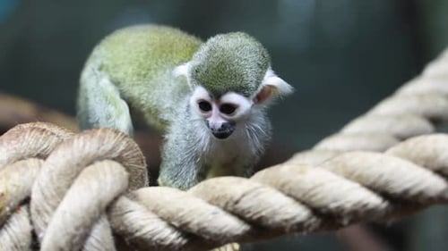 Small Monkey on Thick Rope Close Up