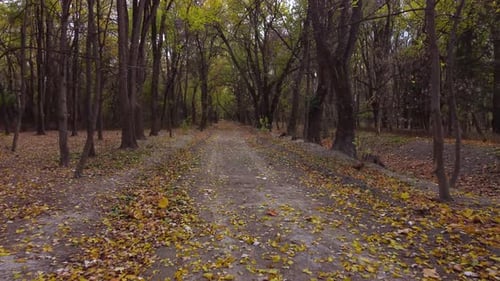 Autumn Alley In The Forest