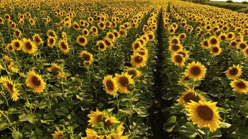 Nahaufnahme Großes riesiges Sonnenblumenfeld