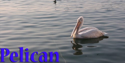 Pelican