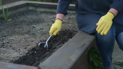 Female Gardener Loosens Ground with a Hand Cultivator or Claw in Backyard Garden
