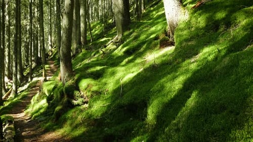 Sunny Pine Forest