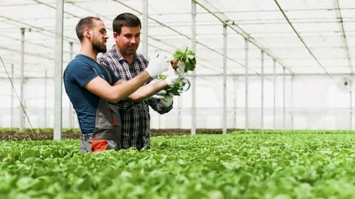 Landarbeiter arbeiten bei hellem Sonnenlicht in einem Gewächshaus