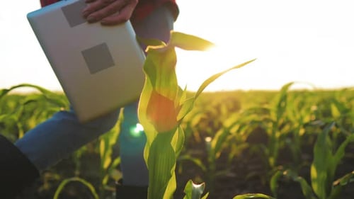 Cultivation of Agricultural Products