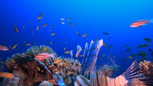Blue Water Coral Reef Lionfish