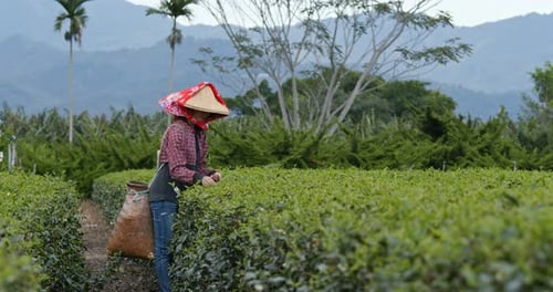 Woman work at the tea farm