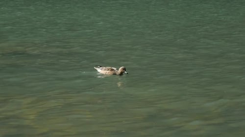 Duck