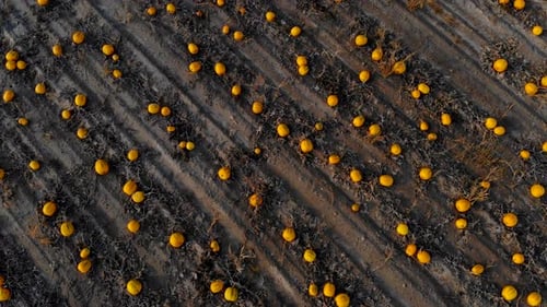 Flying Over Ripened Pumpkin Field, Aerial Shot