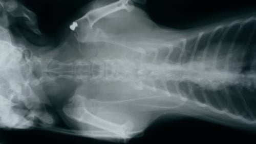 X-ray of a Dog's Ribcage and Neck