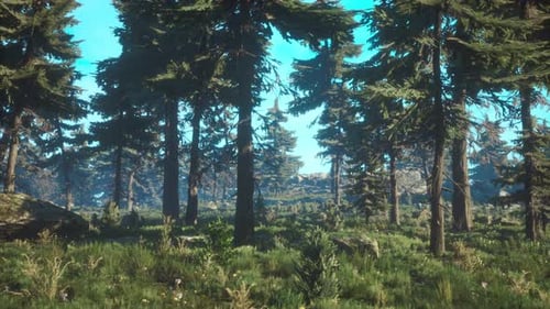 Pine Trees Fofest on High Green Mountains