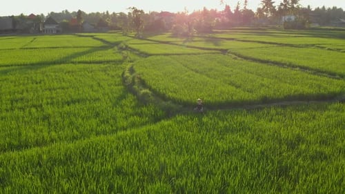 Aerial Shot of a Little Boy Meditating on a Marvelous Rice Field During Sunrise-sunset