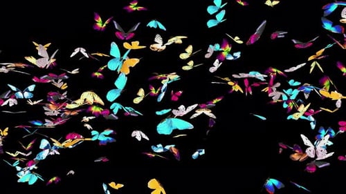 Vibrant Butterflies Swarm Flying Transition Animation