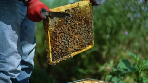 Beekeeper Inspecting Honeycomb Frame Covered in Bees