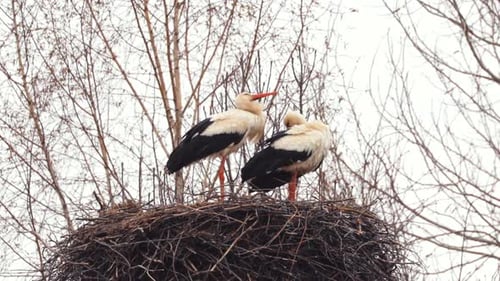 Erwachsene Europäische Weißstörche Ciconia Ciconia sitzen am Frühlingstag im Nest