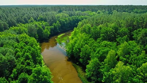 River and forest in sunny summer, Poland