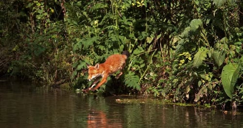 Red Fox, vulpes vulpes, Adult crossing River, Normandy in France, Slow motion 4K