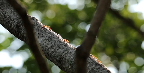 Red Ants on Branch 03