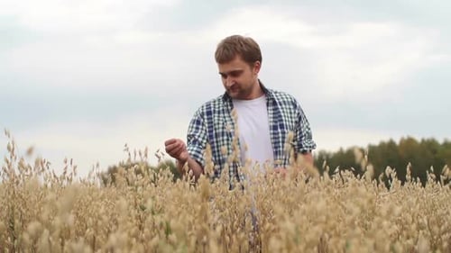 Man Examining Grain in a Golden Rural Field