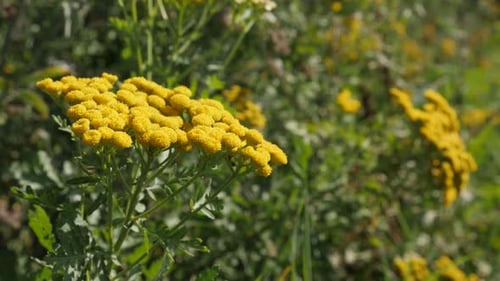 Yellow Wildflowers Blooming in a Rural Setting
