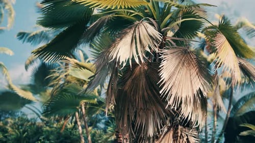 Tropical Palm Trees Gently Swaying in the Wind