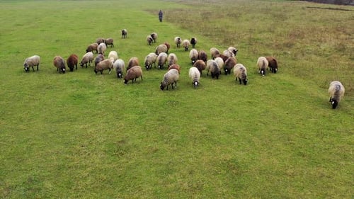 Flock of sheep walking on pasture.