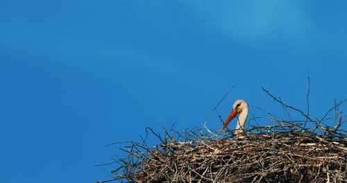 Cigogne blanche européenne adulte Ciconia Ciconia assise dans son nid par une journée ensoleillée de printemps