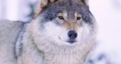 Portrait of Beautiful Wolf in Frosty Forest