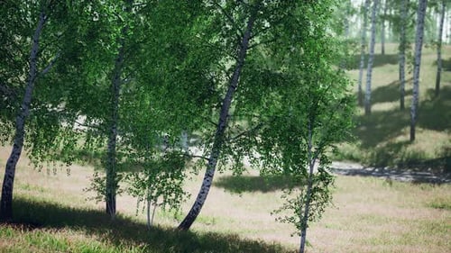 Birch Forest in Sunlight in the Morning