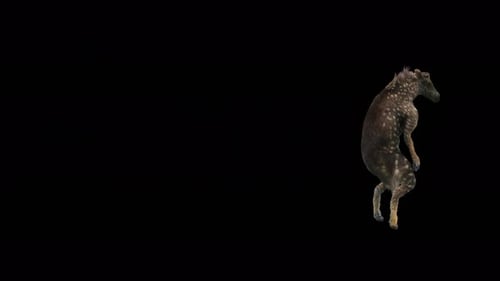 Spotted Wild Pig Dancing on Hind Legs Alpha Channel Animation