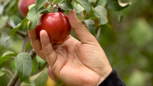 Die Hand eines Mannes pflückt einen reifen roten Apfel aus einem Ast, Nahaufnahme