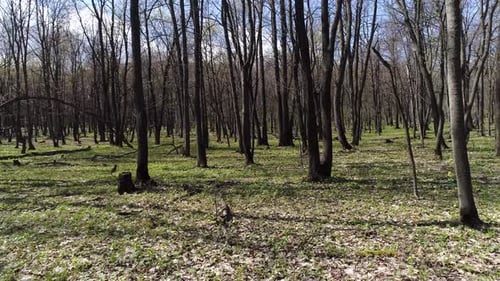 Photographier une forêt printanière lumineuse depuis un hélicoptère