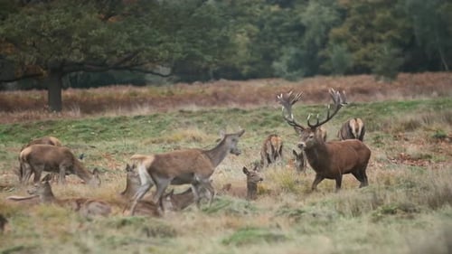 Hirschgeweih-Hirsch läuft durch Hirschherde Zeitlupe