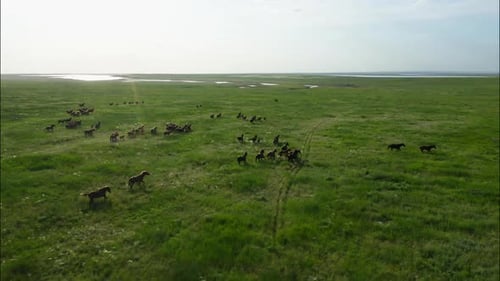 Chevaux sauvages qui courent des Mustangs sauvages sur la belle herbe verte