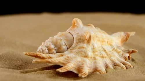 Coquillages brun clair avec sable et rétroéclairage, rotation, sur fond noir