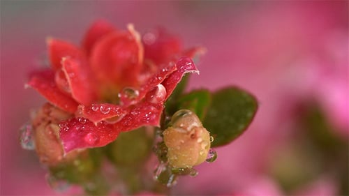 Kalanchoe rose