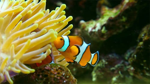 Clown fish.