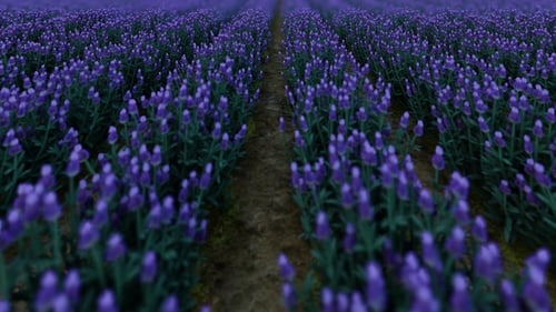Lavender Field 2