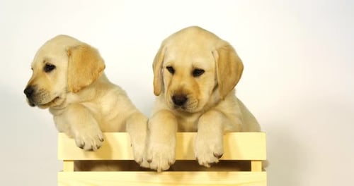 Gelber Labrador Retriever, Welpen spielen in einer Box auf weißem Hintergrund, Normandie, Zeitlupe 4K