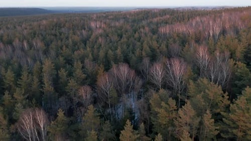 LUFTAUFNAHME: Kiefern- und Birkenwald mit buntem Sonnenuntergangslicht auf Bäume
