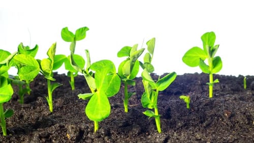 Time Lapse of Green Shoots Growing in Soil