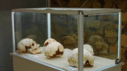 Skulls on Display in an Illuminated Glass Case