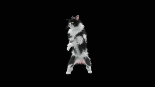Katze HD