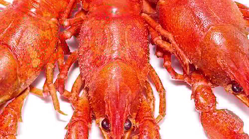 Close Up of Three Red Crawfish