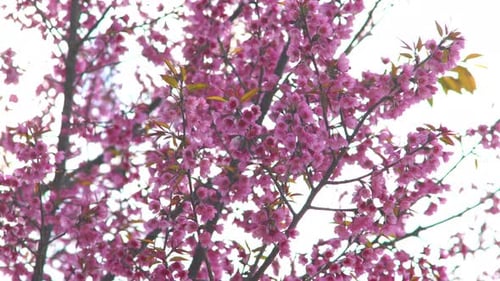 Pink Cherry Blossoms Blooming on Tree Branches