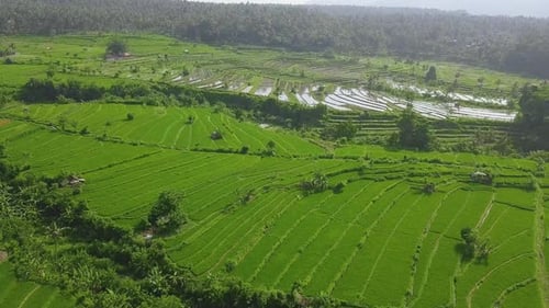 Malerische Luftaufnahme von grünen Reisfeldern in Asien, aufgenommen im Sommer