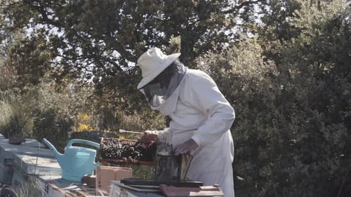 Beekeeper Tending Hive in Rural Setting