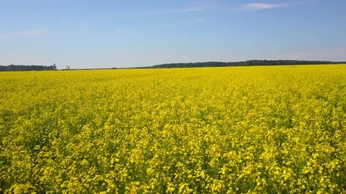 Rapeseed Fields Aerial 8