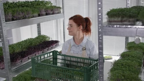 Small Business Charming Female Farmer Harvesting Ripe Micro Green in Container in Box in Modern