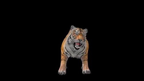Tiger Roar 4