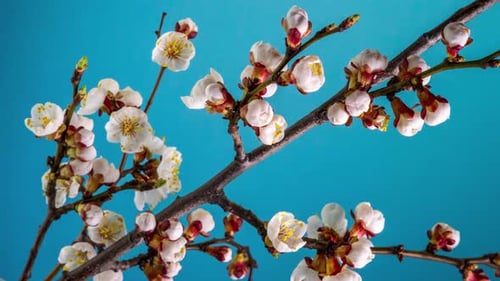 Des fleurs blanches fleurissent sur une branche d'arbre
